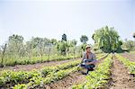 Young man crouched in field looking at tomato plants