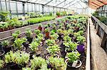 Variety of potted plants in greenhouse