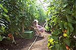 Little girl  harvesting tomatoes in greenhouse
