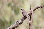 Rear view of Red Wattlebird on branch (anthochaera carunculata) Phillip Island, Victoria, Australia