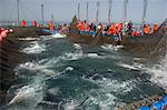 Almadraba Atlantic bluefin tuna fishery consists of a maze of nets, the final net (copo) is winched to the surface by hand, Andalucia, Spain, Europe