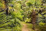 Palm trees, Botanical gardens of Chateau de Vauville, Cotentin, Normandy, France, Europe