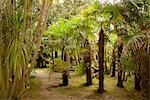 Palm trees, Botanical gardens of Chateau de Vauville, Cotentin, Normandy, France, Europe