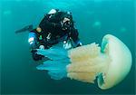 Diver with giant barrel jellyfish off the South Coast, Devon, England, United Kingdom, Europe