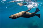 Adult California sea lion (Zalophus californianus) underwater at Los Islotes, Baja California Sur, Mexico, North America