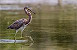 An adult tricolored heron (Egretta tricolor) stalking prey in a stream, San Jose del Cabo, Baja California Sur, Mexico, North America