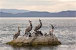 Adult brown pelicans (Pelecanus occidentalis), Isla Ildefonso, Baja California Sur, Mexico, North America