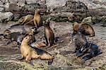 Adult male Guadalupe fur seal (Arctocephalus townsendi) amongst California sea lions, Isla San Pedro Martir, Baja California, Mexico, North America