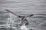 Adult sperm whale (Physeter macrocephalus) flukes-up dive near Isla San Pedro Martir, Baja California, Mexico, North America