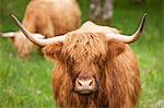 Highland cattle, Scotland, United Kingdom, Europe