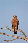 Tawny eagle (Aquila rapax), Kgalagadi Transfrontier Park, encompassing the former Kalahari Gemsbok National Park, South Africa, Africa