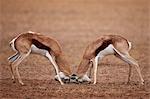 Two Springbok (Antidorcas marsupialis) bucks fighting, Kgalagadi Transfrontier Park, encompassing the former Kalahari Gemsbok National Park, South Africa, Africa