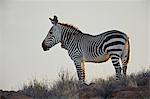 Cape mountain zebra (Equus zebra zebra), Karoo National Park, South Africa, Africa