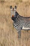 Cape mountain zebra (Equus zebra zebra), Mountain Zebra National Park, South Africa, Africa