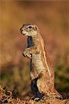 Cape ground squirrel (Xerus inauris) prairiedogging, Mountain Zebra National Park, South Africa, Africa