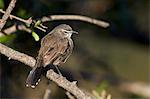 Karoo robin (Karoo scrub-robin) (Cercotrichas coryphoeus), Mountain Zebra National Park, South Africa, Africa