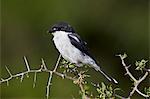 Fiscal shrike (common fiscal) (Lanius collaris), Addo Elephant National Park, South Africa, Africa