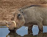 Warthog (Phacochoerus aethiopicus) drinking, Addo Elephant National Park, South Africa, Africa