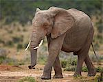 African elephant (Loxodonta africana), Addo Elephant National Park, South Africa, Africa