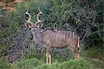 Greater kudu (Tragelaphus strepsiceros) male, Addo Elephant National Park, South Africa, Africa