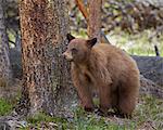 Cinnamon black bear (Ursus americanus) yearling cub, Yellowstone National Park, Wyoming, United States of America, North America