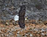 Bald eagle (Haliaeetus leucocephalus) in flight, Yellowstone National Park, Wyoming, United States of America, North America