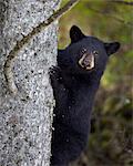 Black bear (Ursus americanus) yearling cub climbing a tree, Yellowstone National Park, Wyoming, United States of America, North America