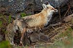 Red fox (Vulpes vulpes) (Vulpes fulva) vixen nursing her kits, Yellowstone National Park, Wyoming, United States of America, North America