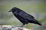 Common raven (Corvus corax), Yellowstone National Park, Wyoming, United States of America, North America
