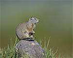 Uinta ground squirrel (Urocitellus armatus), Yellowstone National Park, Wyoming, United States of America, North America