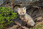 Red fox (Vulpes vulpes) (Vulpes fulva) kit posing, Yellowstone National Park, Wyoming, United States of America, North America