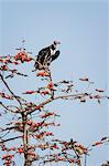 Red-headed vulture (Asian king vulture) (Indian black vulture) (Pondicherry vulture) (Sarcogyps calvus), Ranthambhore, Rajasthan, India, Asia