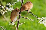 Eurasian harvest mouse (Micromys minutus), Devon, England, United Kingdom, Europe