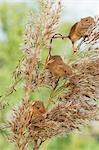 Eurasian harvest mouse (Micromys minutus), Devon, England, United Kingdom, Europe