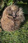 Hedgehog (Erinaceinae), Devon, England, United Kingdom, Europe