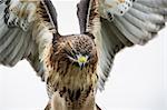 Red-tailed hawk (Buteo jamaicensis), bird of prey, England, United Kingdom, Europe