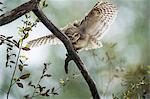 Spotted owlet (Athene brama), Ranthambhore, Rajasthan, India, Asia