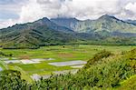 Taro fields in Hanalei National Wildlife Refuge, Hanalei Valley, Kauai, Hawaii, United States of America, Pacific