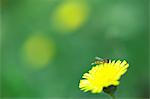 Common Sowthistle