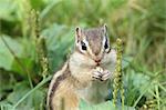 Hokkaido Squirrel