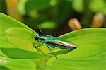 Buprestidae