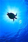 Underwater Life