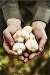 Organic mushrooms. Healthy food. Fresh mushrooms in farmers hands