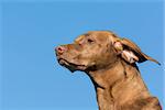 The head and neck of a Vizsla dog (Hungarian Pointer) in front of a blue sky.