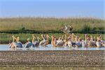 a group of pelicans in the Danube Delta, Romania