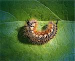 Big beautiful caterpillar rests on a green leaf