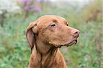 A female Vizsla dog (Hungarian Pointer) stares into the distance.