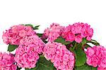 pink hortensia flowers close up  isolated on white background