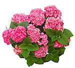 pink hortensia flowers isolated on white background