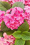 pink hortensia flowers with green leaves close up